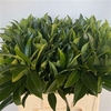 Laurier Etna P Stem