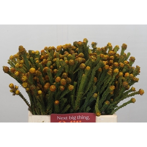 Kaaps Groen Tortum Yellow