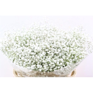 Gyps Pa Cosmic 50 Gram