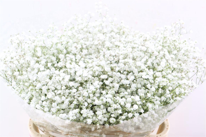 <h4>Gyps Pa Cosmic 50 Gram</h4>