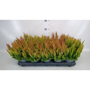 Calluna vulg. 'Skyline Dallas'
