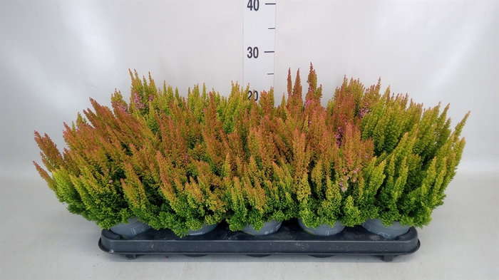 <h4>Calluna vulg. 'Skyline Dallas'</h4>