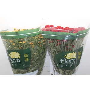 CRISANTEMO SANTINI VARIADO 080 CM