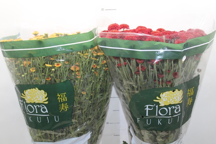 <h4>CRISANTEMO SANTINI VARIADO 080 CM</h4>