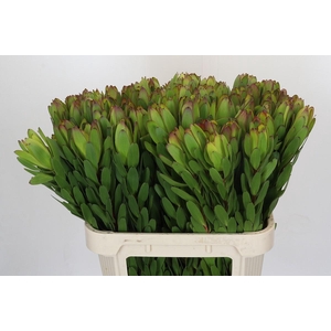 Leucadendron Goldstrike