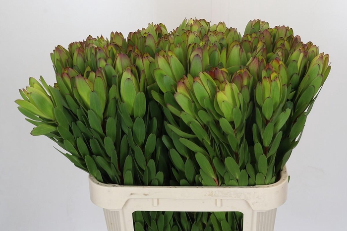 Leucadendron Goldstrike