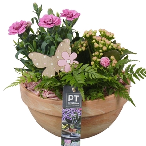 Arr.   Perkplanten L%