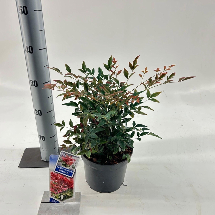 Nandina domestica Obsessed