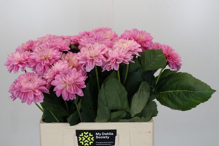 Dahlia Strawberry Ice