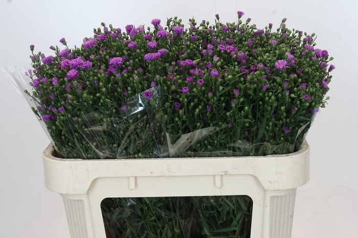 <h4>Aster Casarosa</h4>