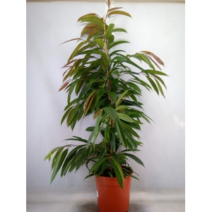 Ficus binn. 'Amstel King'