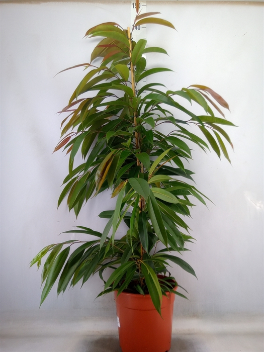 <h4>Ficus binn. 'Amstel King'</h4>