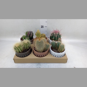 Cactus   ...