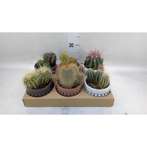 Cactus   ...