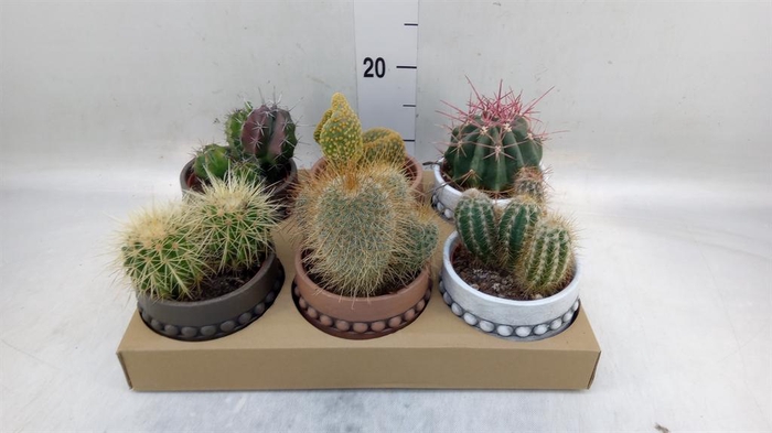 <h4>Cactus   ...</h4>