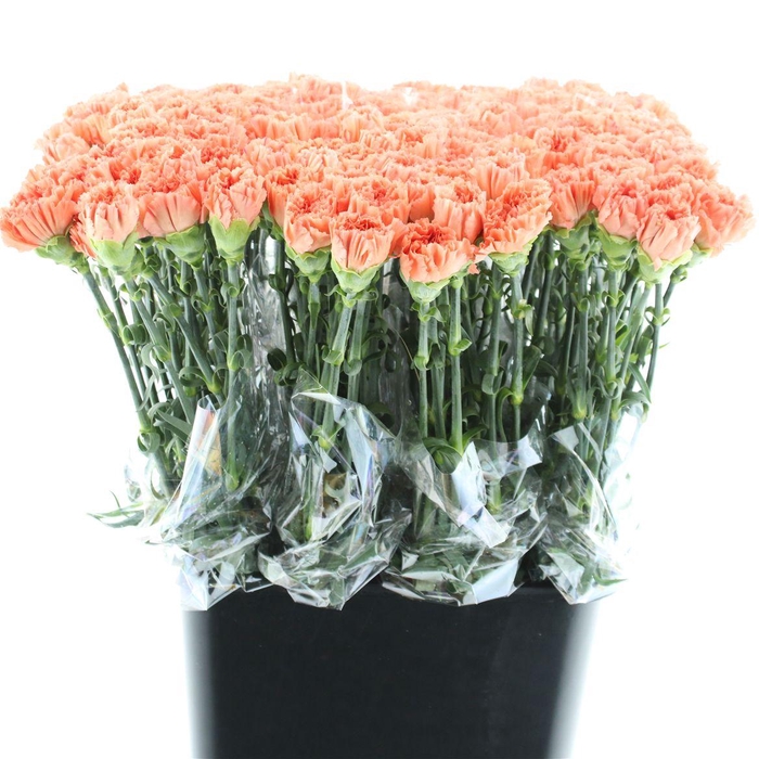 Di St Tamarind Peach X 160