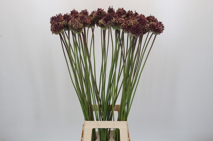 <h4>Allium Red Mohican</h4>