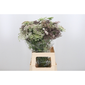Daucus Carota