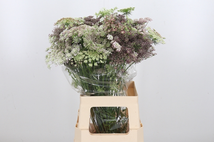 <h4>Daucus Carota</h4>