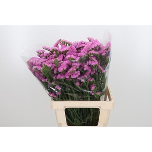 Lim S Rosel Su Birds