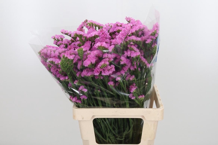 <h4>Lim S Rosel Su Birds</h4>