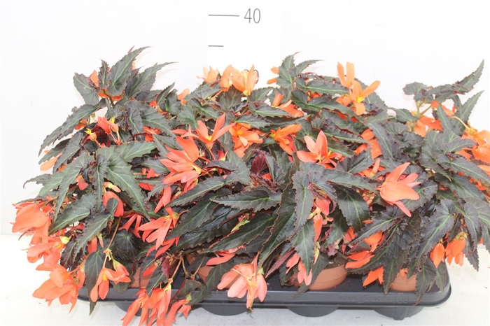 <h4>Begonia Waterfall Orange</h4>