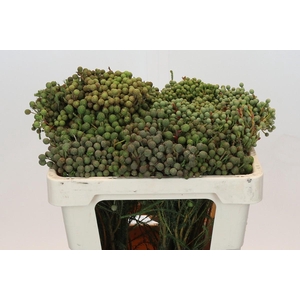 Kaaps Groen Abrotanum