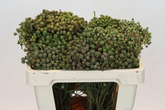 <h4>Kaaps Groen Abrotanum</h4>