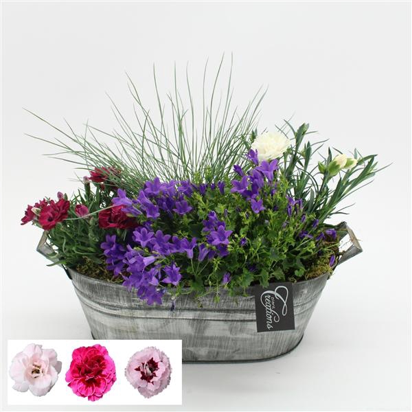 <h4>CACR-2522 Campanula creatie</h4>