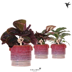 Kolibri Greens Calathea mix in Aura pot