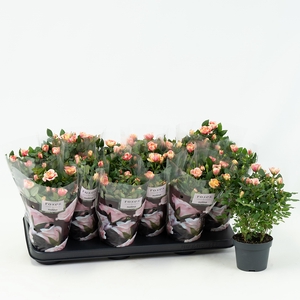Nolina Roses Special Ø 10,5 cm. Gosia