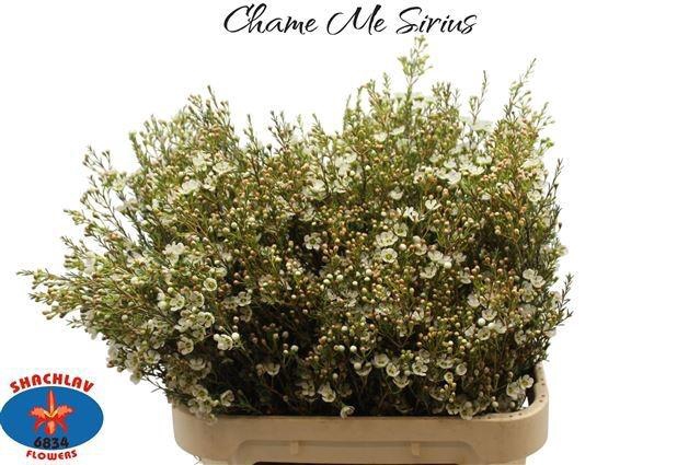 <h4>CHAME ME SIRIUS</h4>