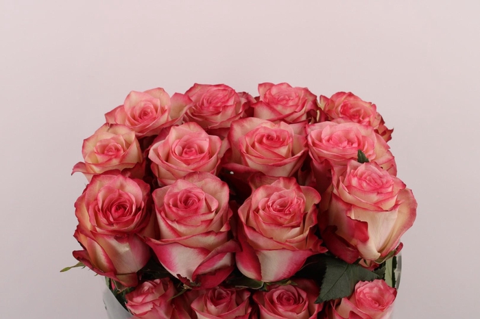 <h4>R Gr Paloma</h4>