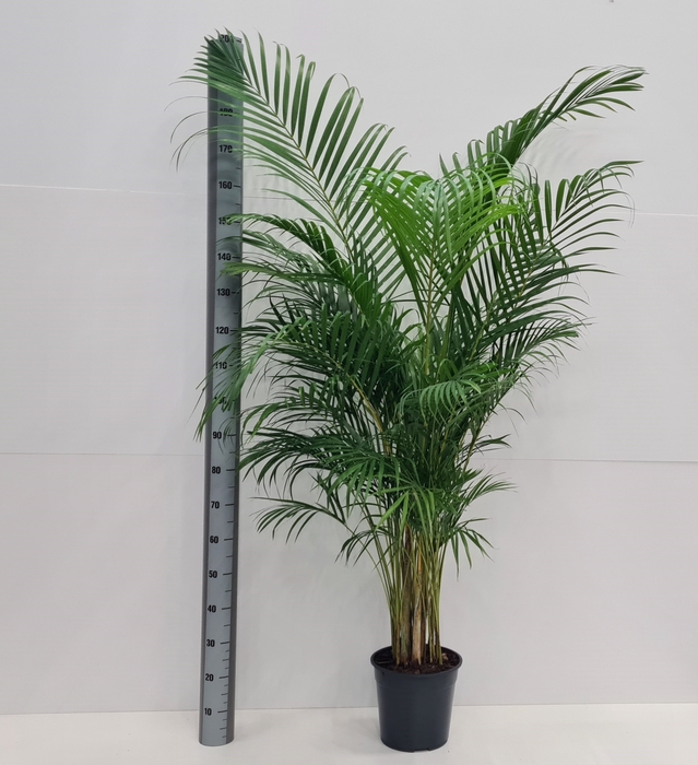 <h4>DYPSIS LUTESCENS</h4>