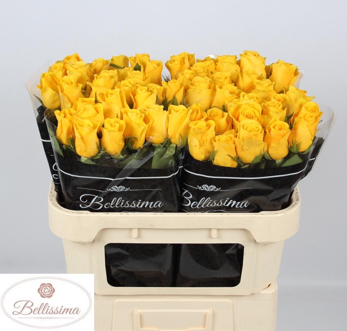 <h4>R GR MOMENTUM+</h4>