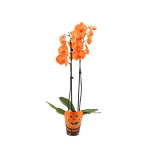 Potcover Halloween Phal I Am Orange 2T14+