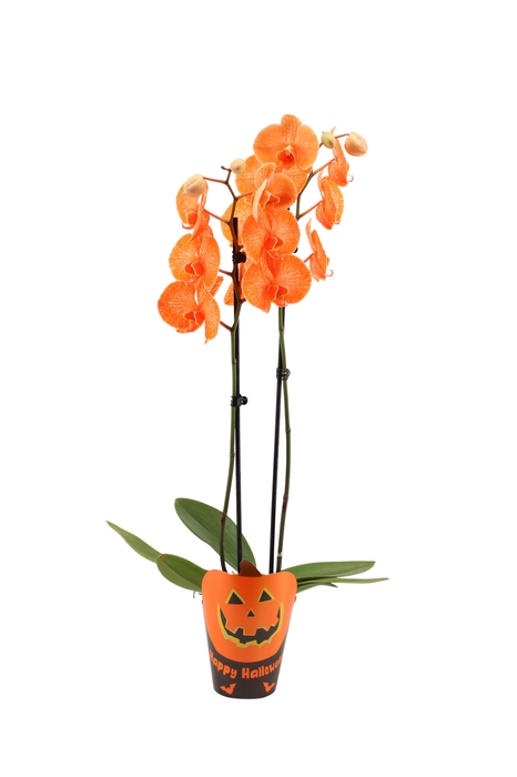 <h4>Potcover Halloween Phal I Am Orange 2T14+</h4>