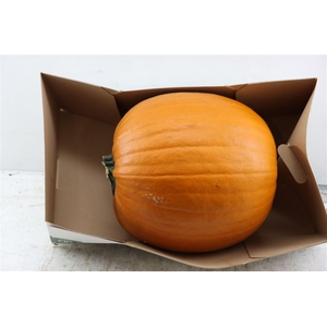 Sier Cuc P Maxima Halloween X1