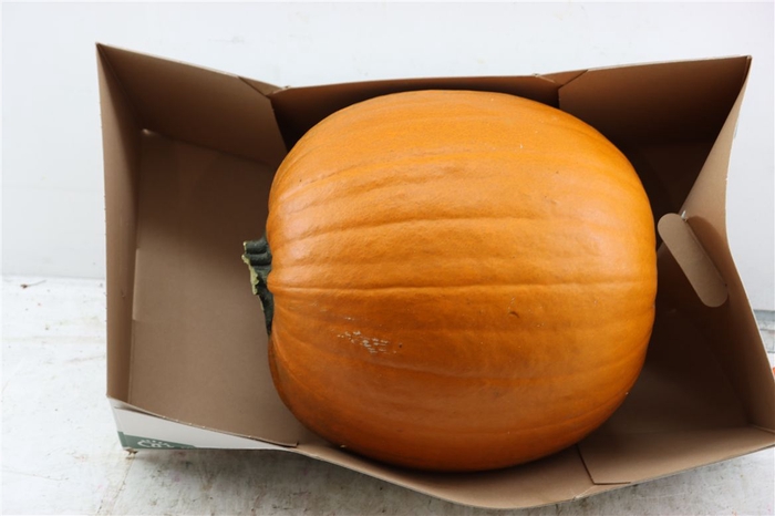 <h4>Sier Cuc P Maxima Halloween X1</h4>