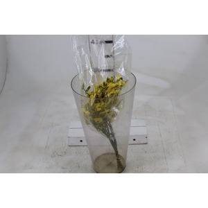 ONCIDIUM ALOHA CORTE