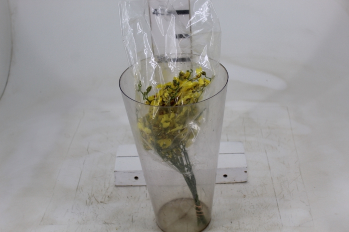 <h4>ONCIDIUM ALOHA CORTE</h4>