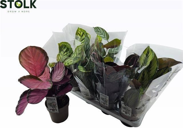 <h4>CALAT GEM 4 SRT</h4>