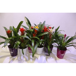 arr8 Guzm Gem In Keramiek