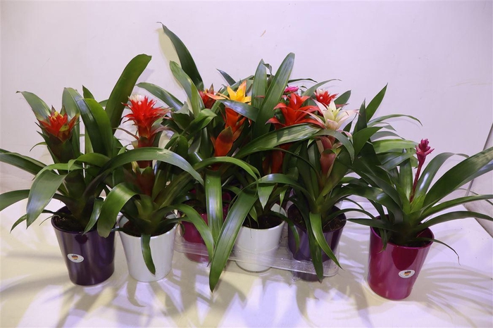 <h4>arr8 Guzm Gem In Keramiek</h4>