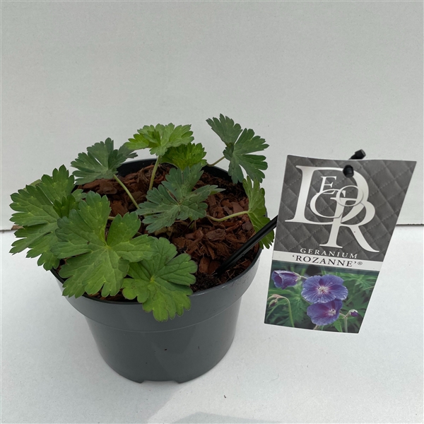 <h4>Geranium 'Rozanne' in tray</h4>