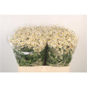 Tanacetum Single Vegmo