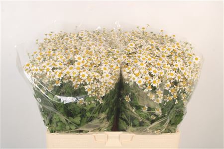 <h4>Tanacetum Single Vegmo</h4>