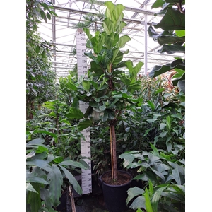 Ficus lyrata