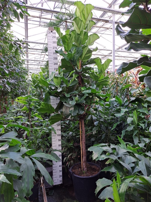 <h4>Ficus lyrata</h4>