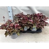 Heuch Mi Palace Purp